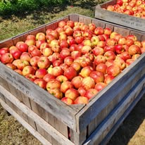 Wooden crate full of just-harvested apples