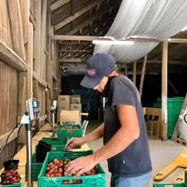 Worker sorting fresh apples into crates inside the packhouse at Fruktgården Svelvik