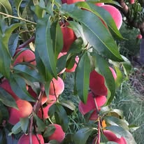 Ripe peaches on the tree at Green Mountain Orchards