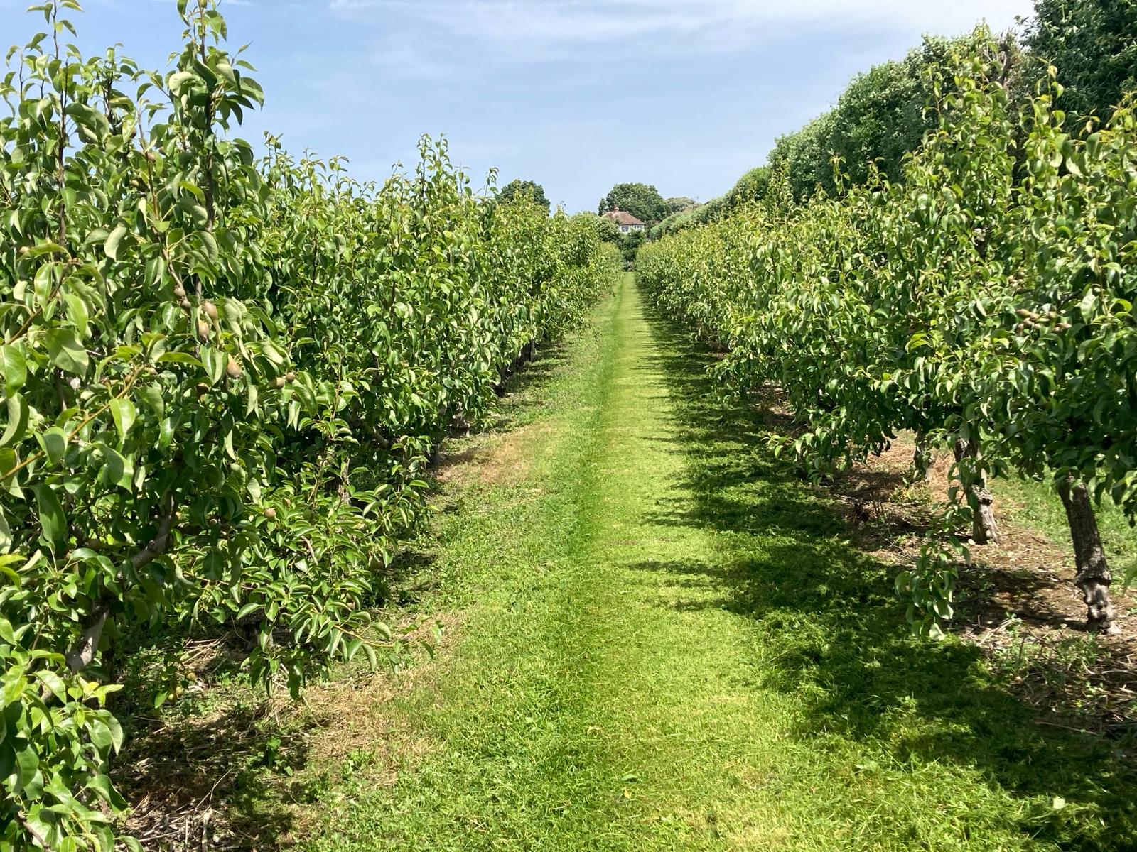 Pear orchard at Fannon Agriculture, Maidstone, Kent