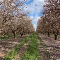 Outback Almonds orchard rows in full blossom in western New South Wales