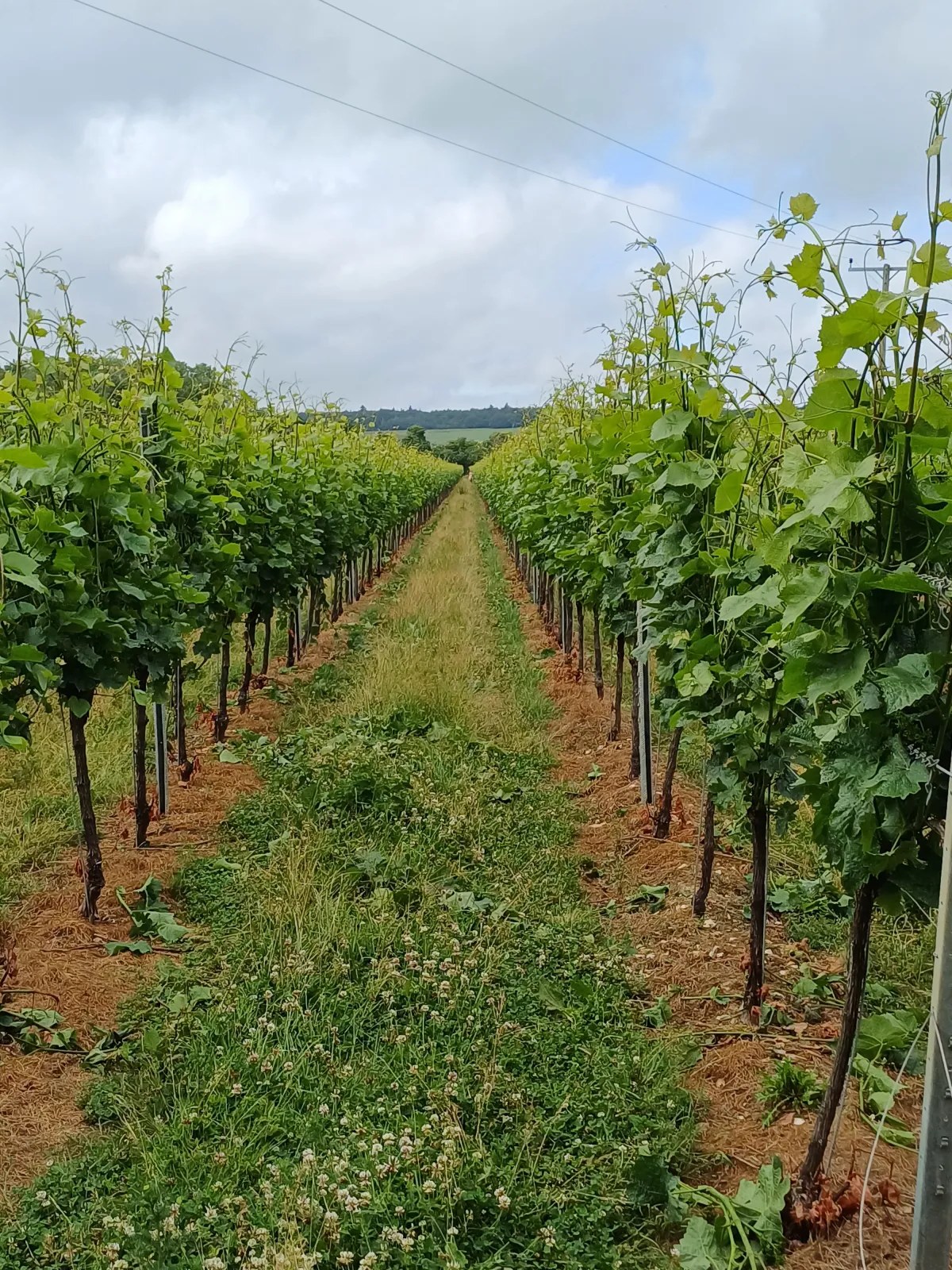 Vineyard rows at Gusbourne Estate, Kent