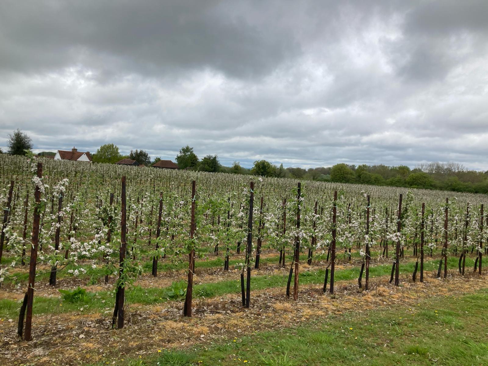 Apple blossom at Fannon Agriculture, Kent