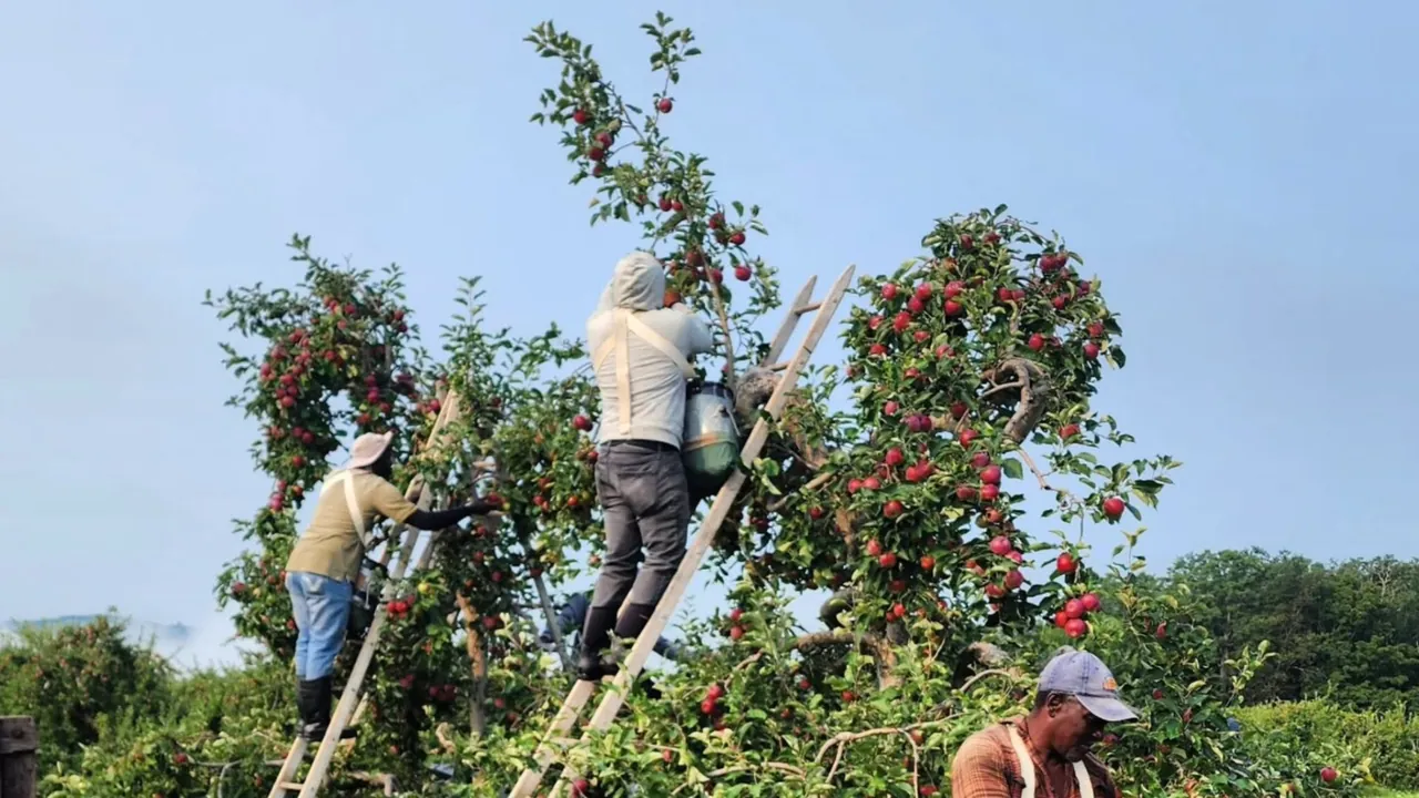 Crew picking apples at Green Mountain Orchards, Putney, Vermont