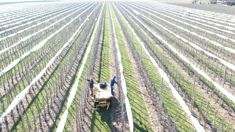 Aerial view of a Rhineland-Palatinate apple orchard with two operators servicing equipment between the rows