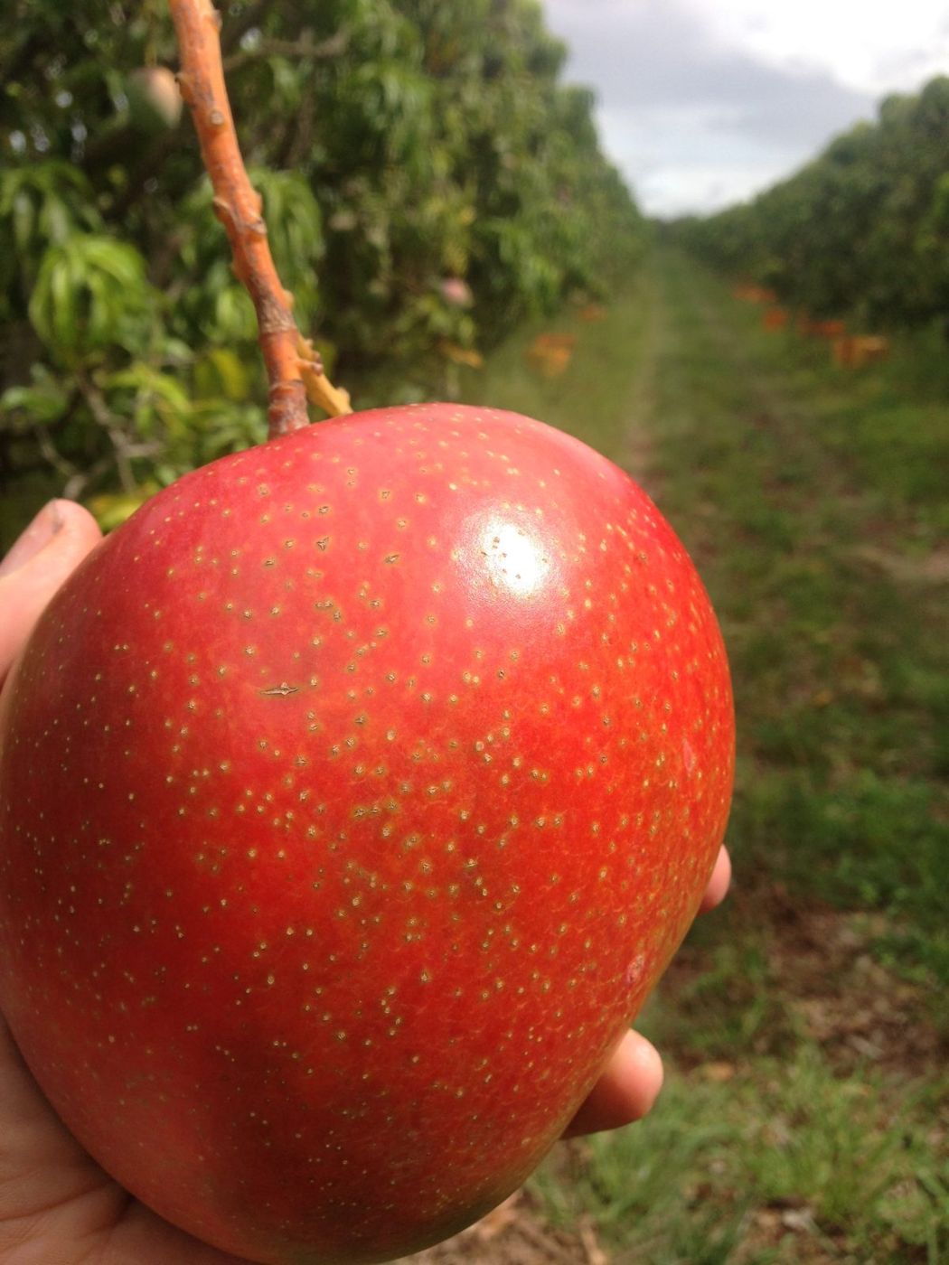 Nyplukket mango holdt opp i raden