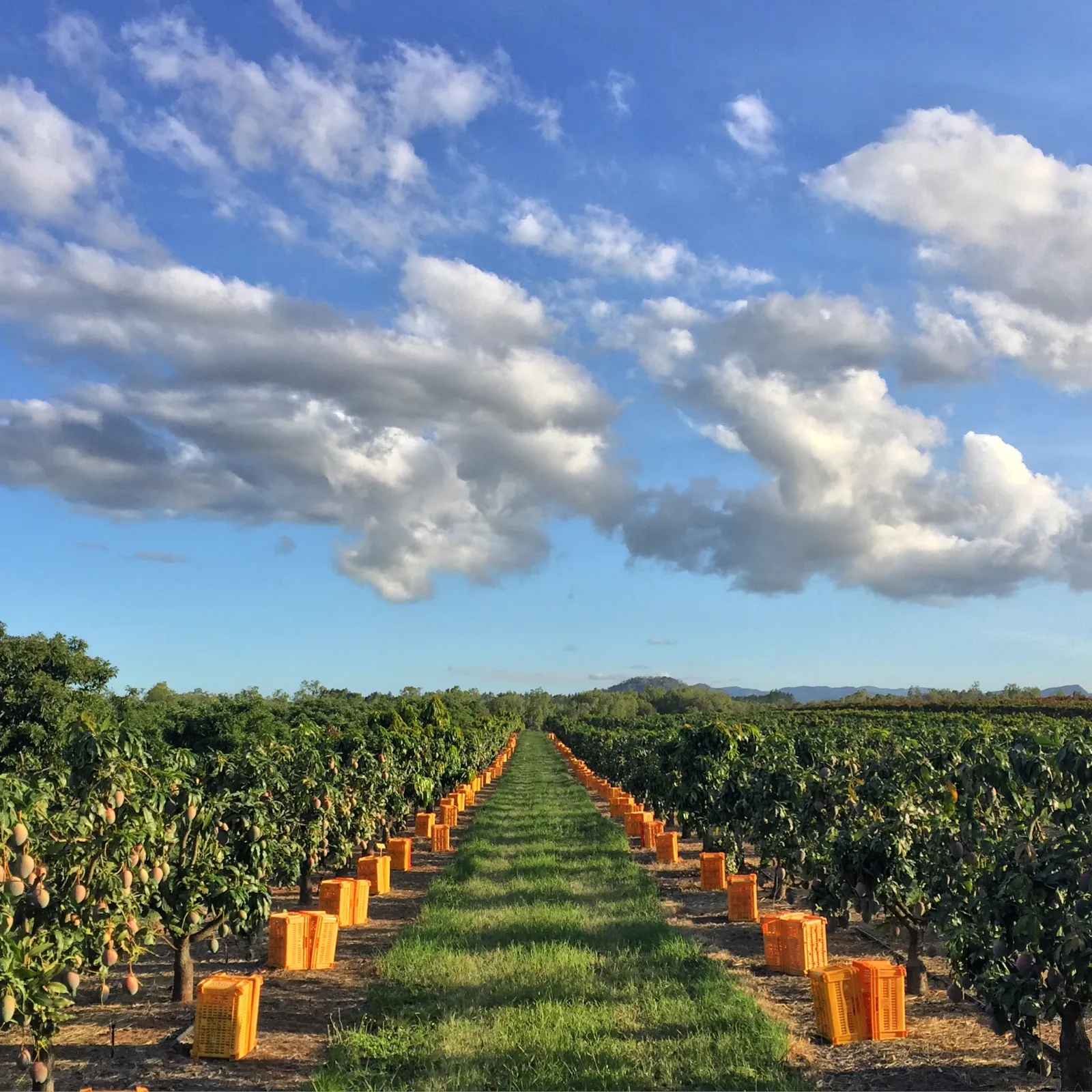 Mango orchard at Blue Sky Produce, Far North Queensland, with harvest crates between rows