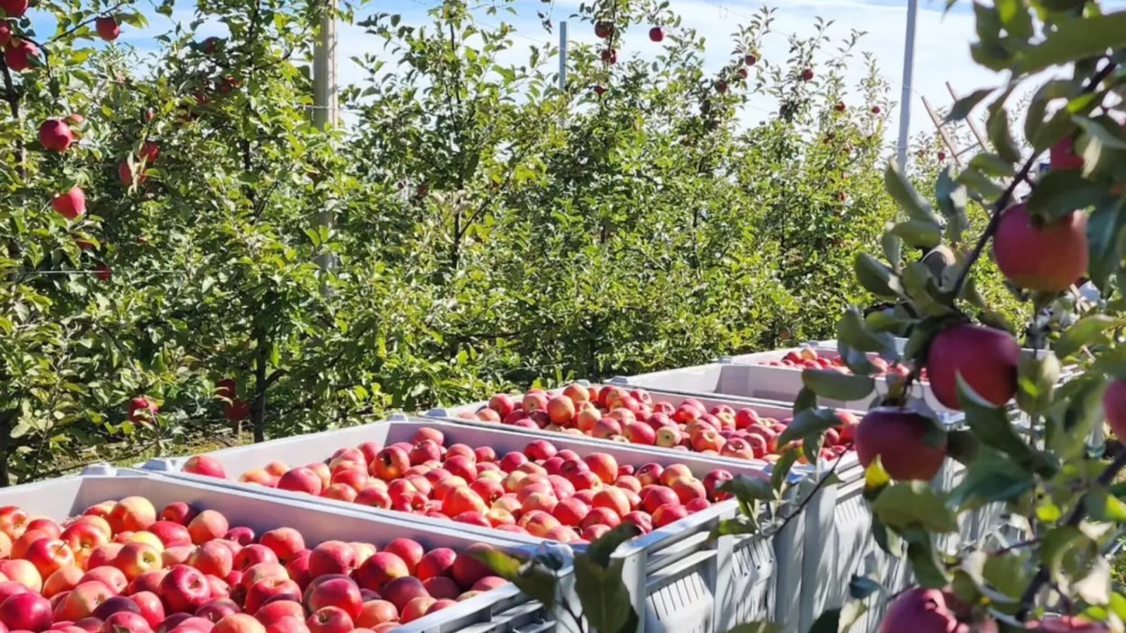 Bins of freshly picked red apples lined up between rows in a trellised orchard at Green Mountain Orchards