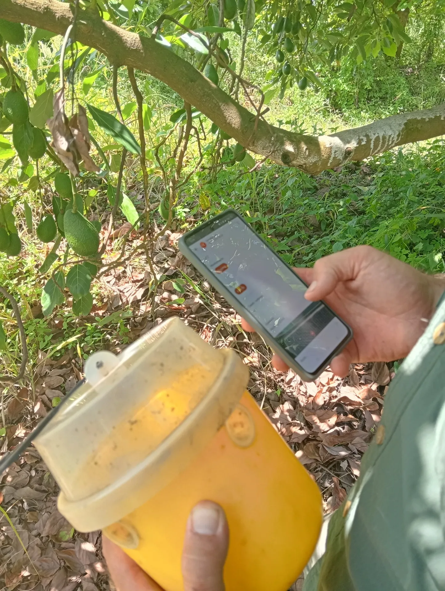 Cornelius logging a pest trap observation in Farmable