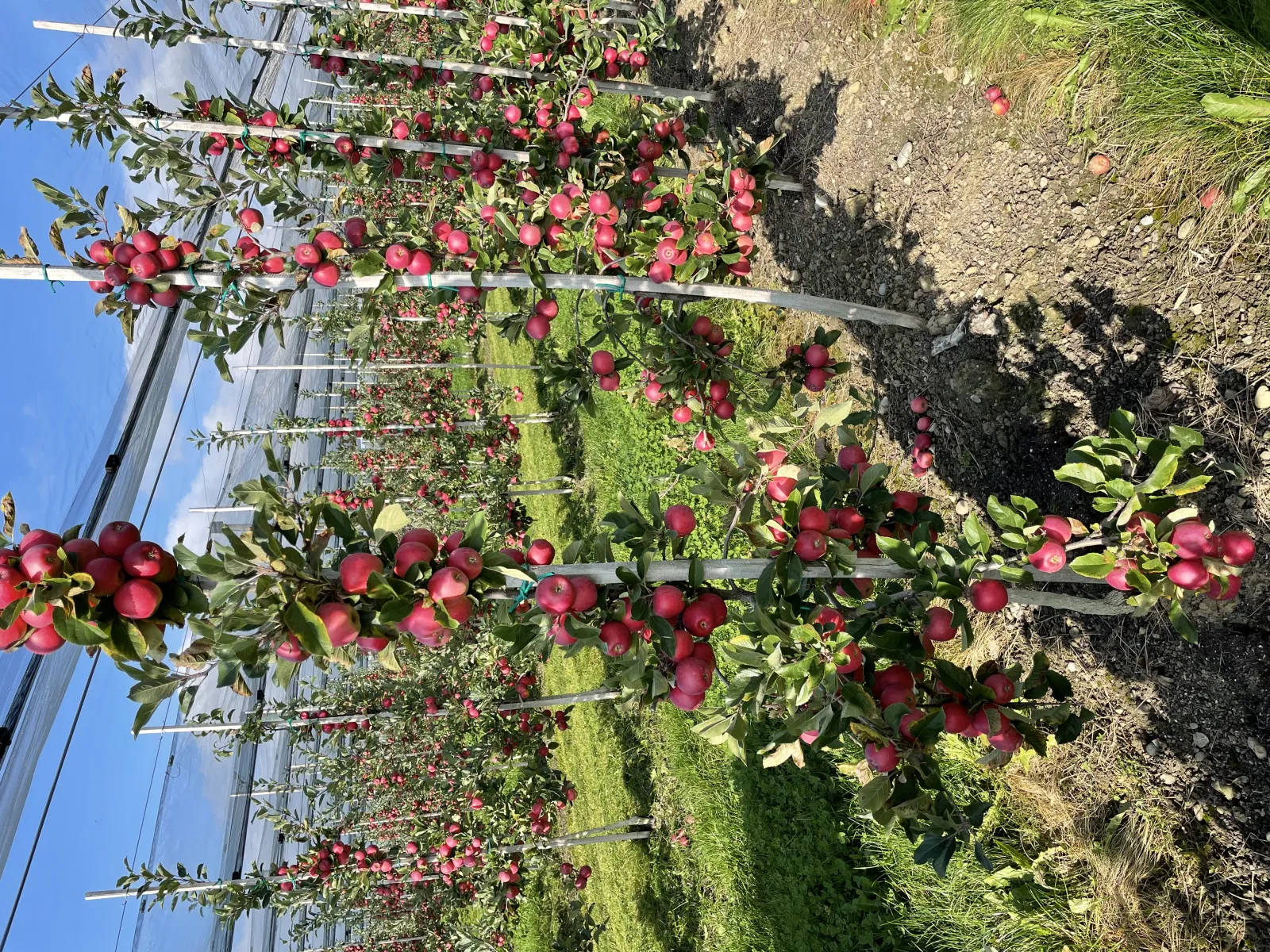 Rows of ripe red apples on trellised trees at Obsthof Ainser-Widemann near Lake Constance