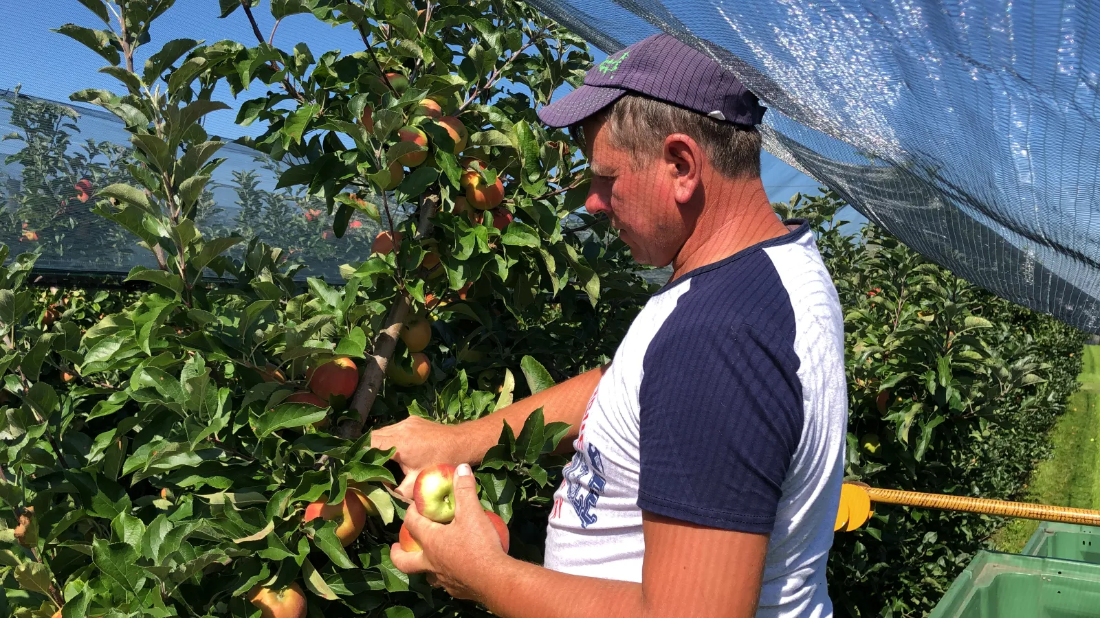Grower inspecting apples on a trellised tree under hail netting at Obsthof Ainser-Widemann