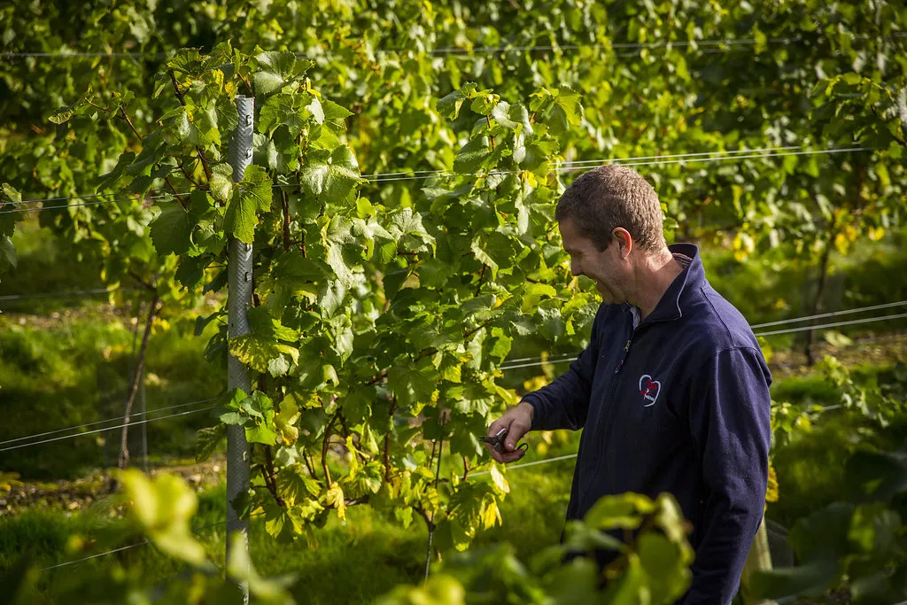 Darryl Kemp pruning vines at Simpsons Wine Estate, working between trellised rows of Chardonnay