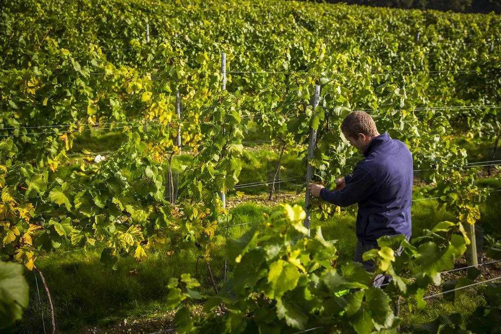 Simpsons Wine Estate - vigneto in Kent