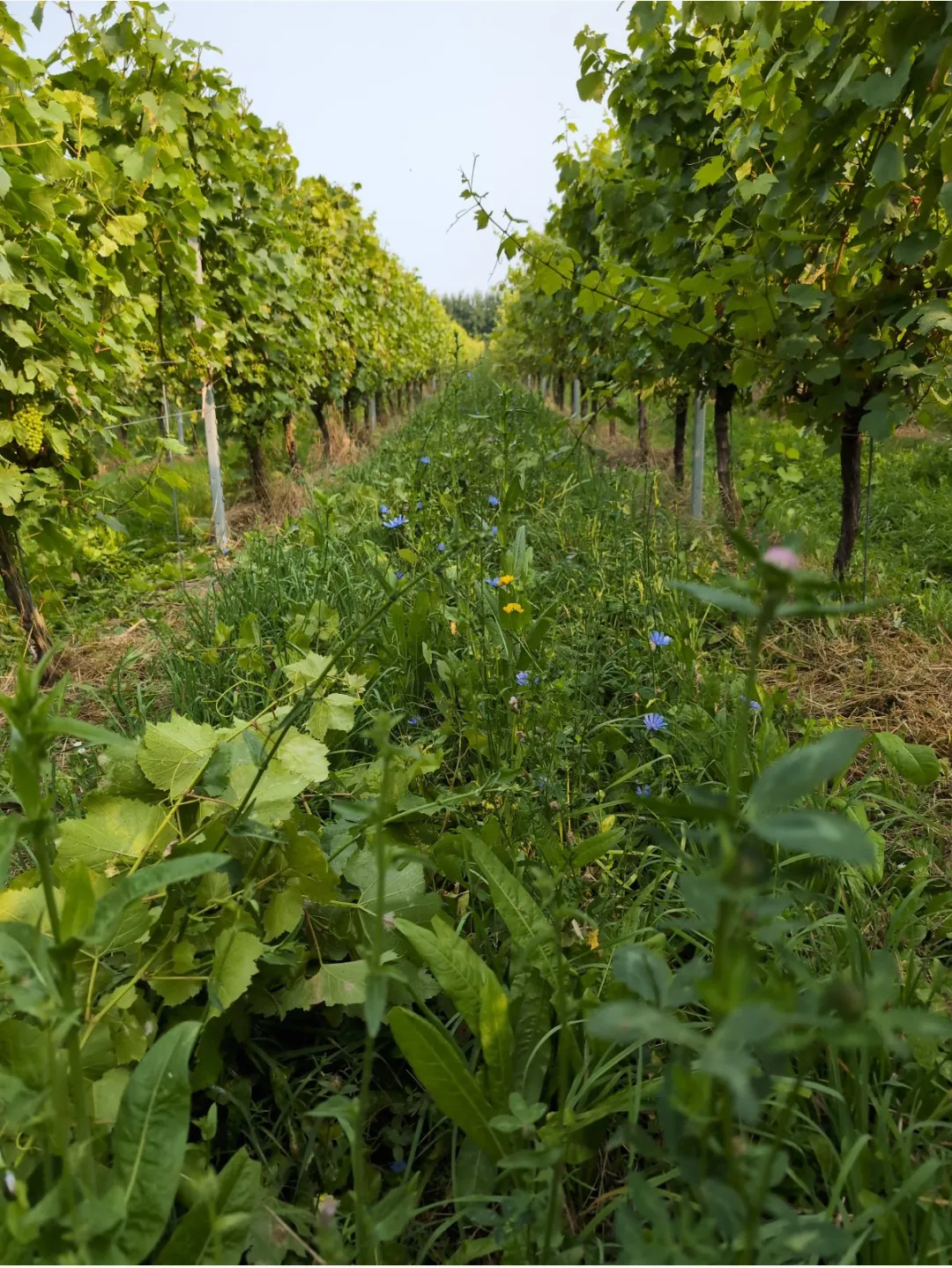 Wildflowers and cover crops growing in the alleys between vine rows at Selhurst Park Estate
