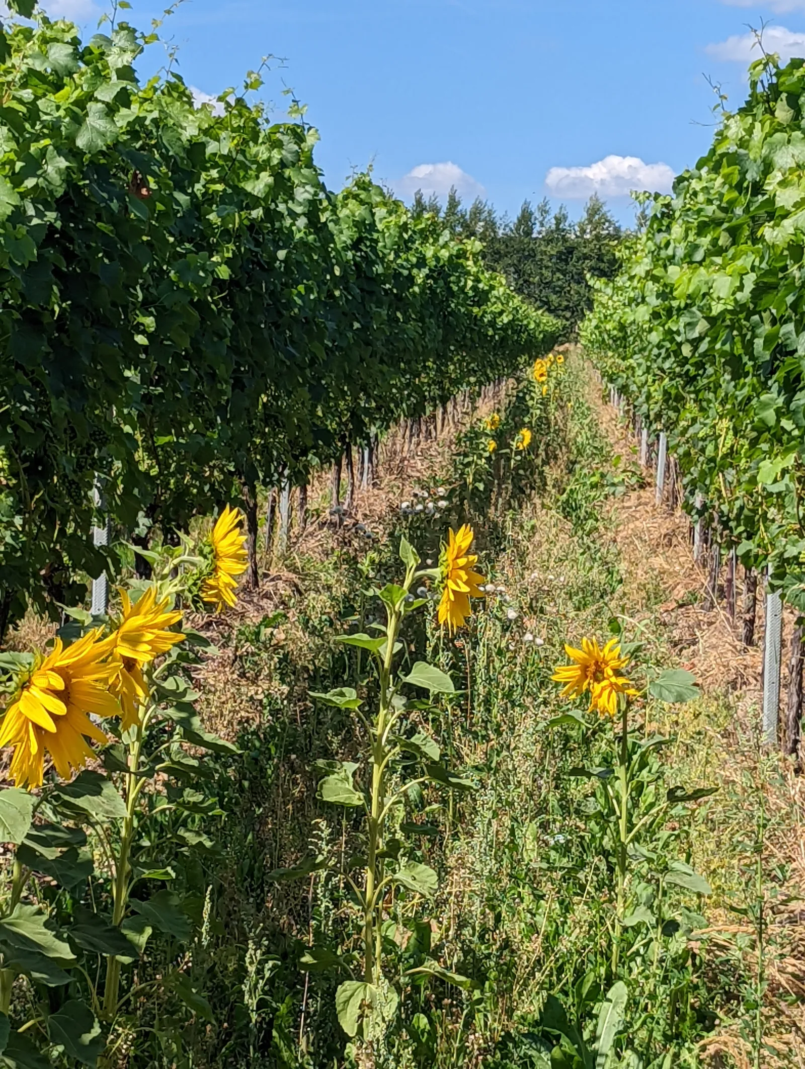 Sunflowers blooming in a cover-crop alley between vine rows at Gusbourne's Selhurst Park Estate