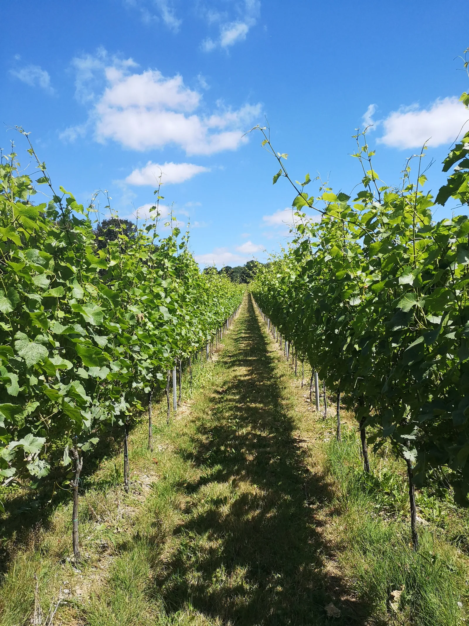 Vineyard rows at Gusbourne Estate, Kent