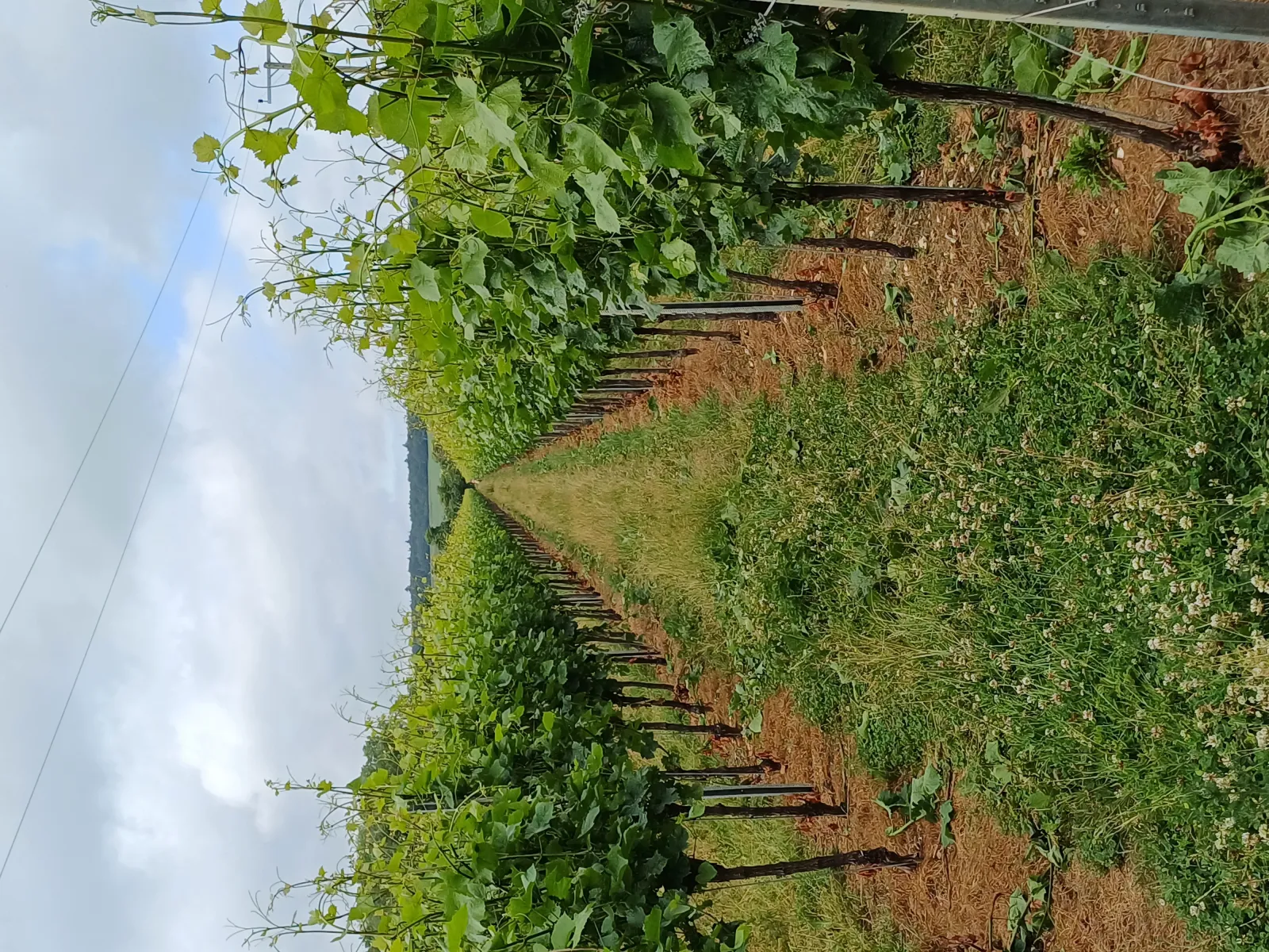 Vignoble Gusbourne, rangs de vigne