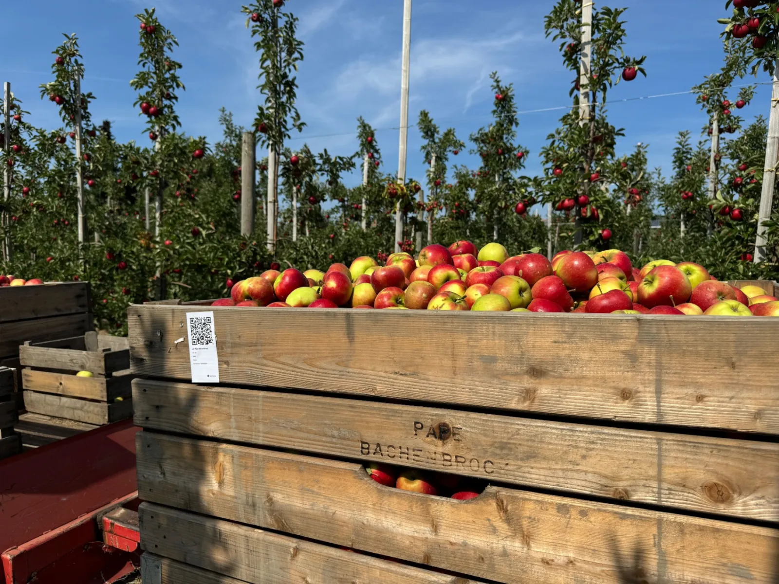 Apple harvest bin tagged with a Farmable QR label, photographed at Jan Pape farm