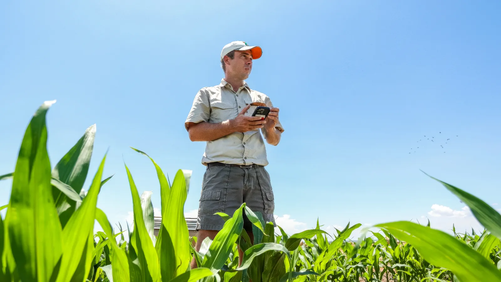 Janus De Klerk checking field conditions on his phone while standing in the crop