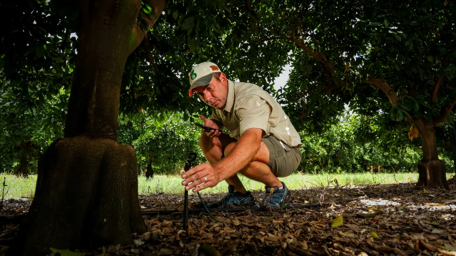 Grower in an orchard checking the Farmable app next to irrigation lines