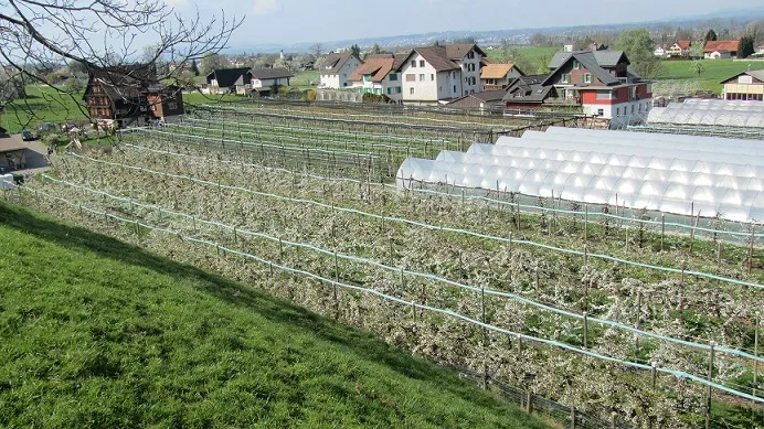 View across Fruchthof Diethelm above Lake Zurich, showing orchards, tunnels, and nearby homes