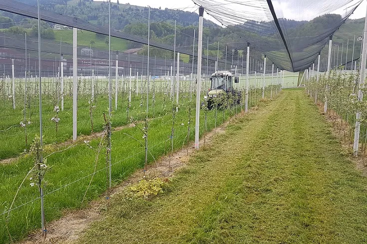 Orchard rows at Fruchthof Diethelm with support posts, netting, and a tractor between the plots