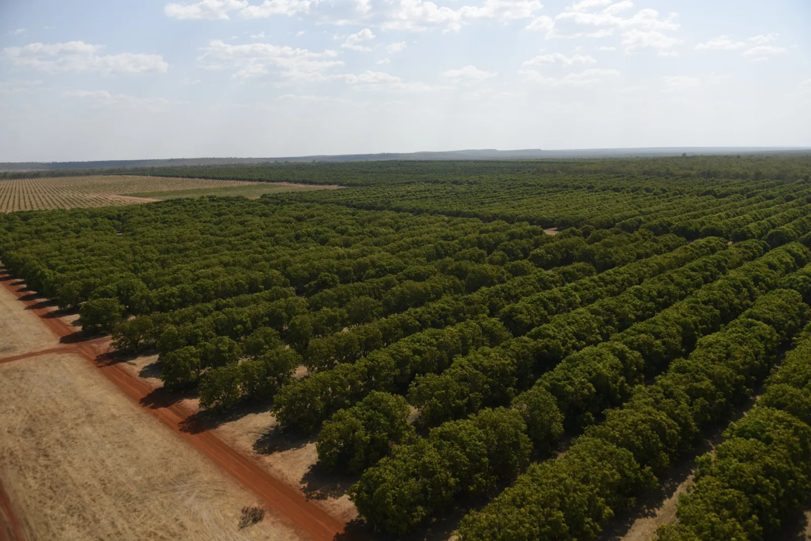 Aerial view of a Manbulloo mango orchard near Katherine, with thousands of mango trees in rows stretching to the horizon