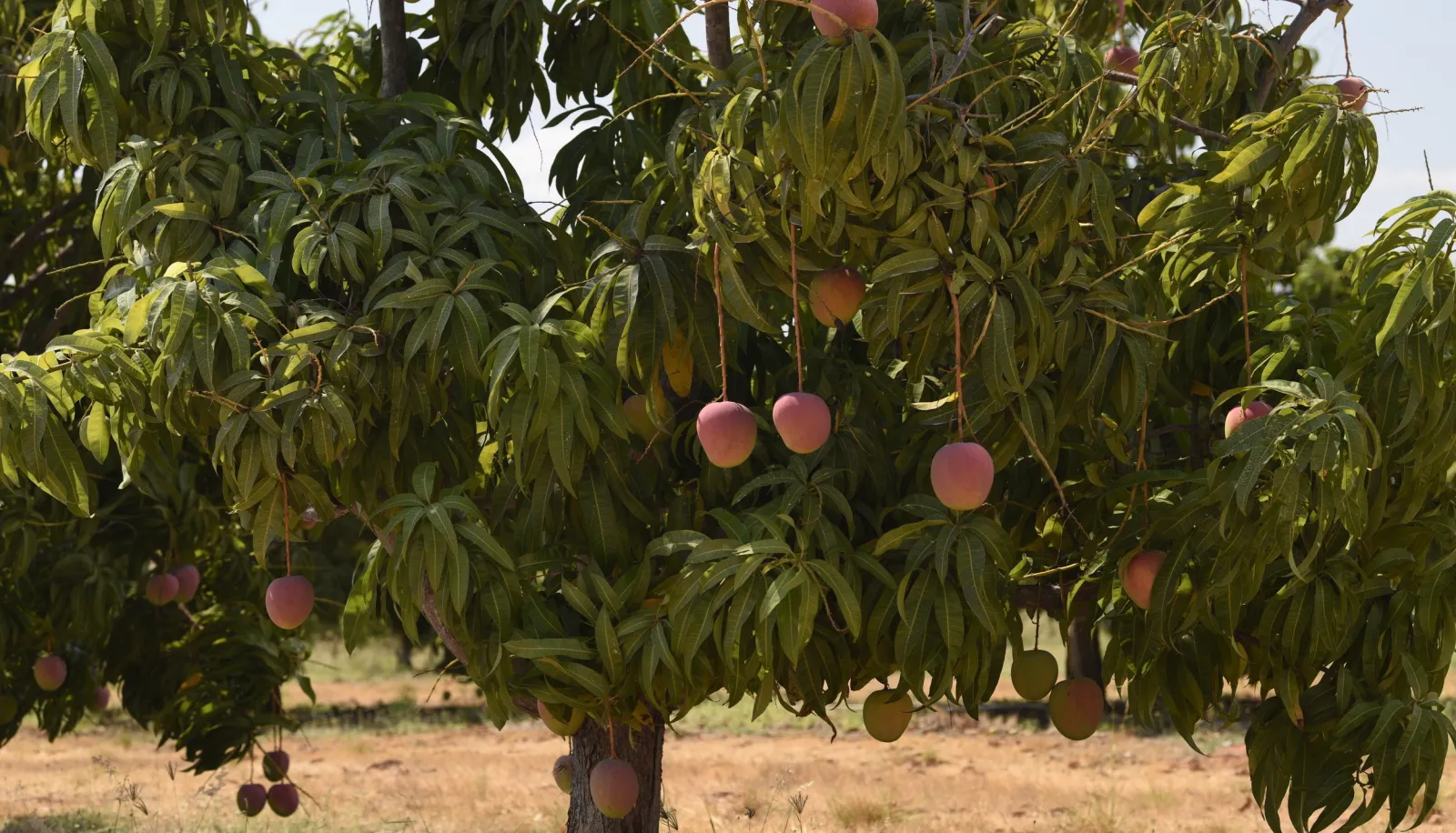 Ripe Kensington Pride mangoes hanging on a tree at a Manbulloo orchard in northern Australia