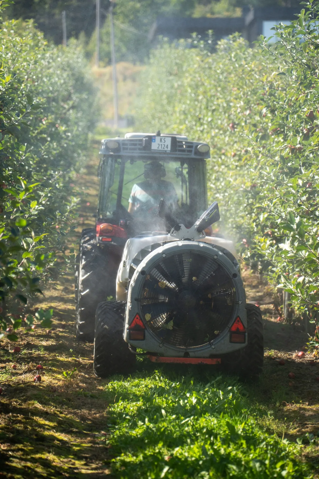 Orchard sprayer at work
