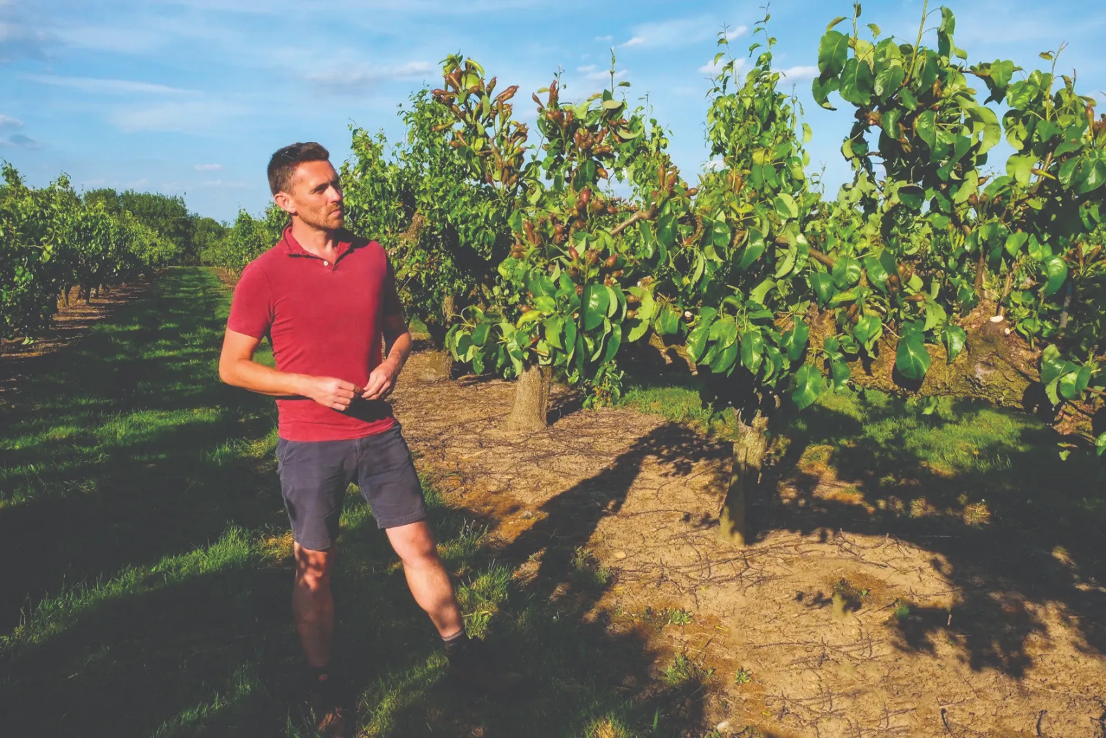 Paul Seeley walking through the pear orchard at Alan Hudson Ltd, Wisbech, Cambridgeshire