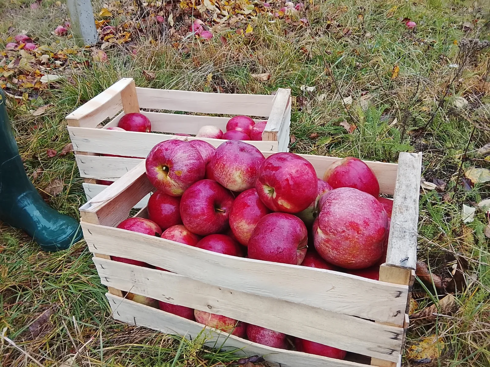 Skrzynki jabłek z sadu Popławskich w Kowiesach, Mazowieckie