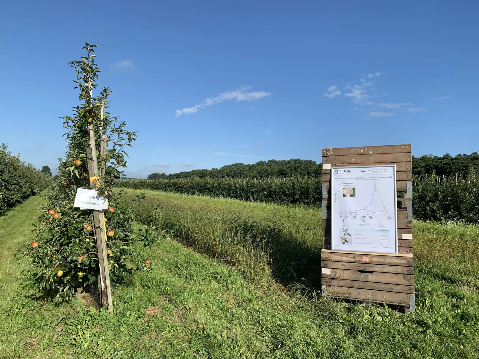 Apple tree alongside a trial sign in the Obsthof Raddatz orchard, documenting an aphid treatment trial in collaboration with the ESTEBURG fruit research centre