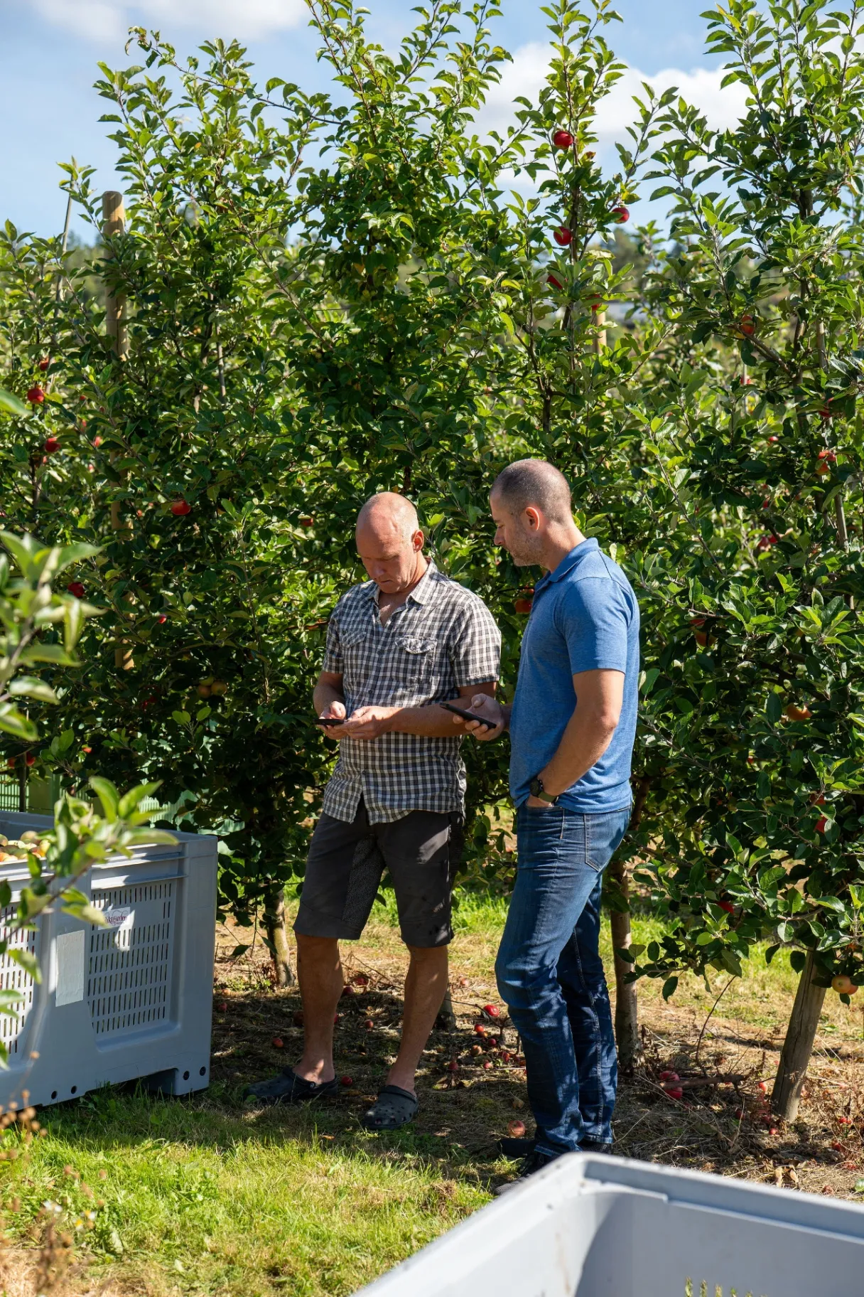 Two growers checking the Farmable app in an apple orchard next to picking bins