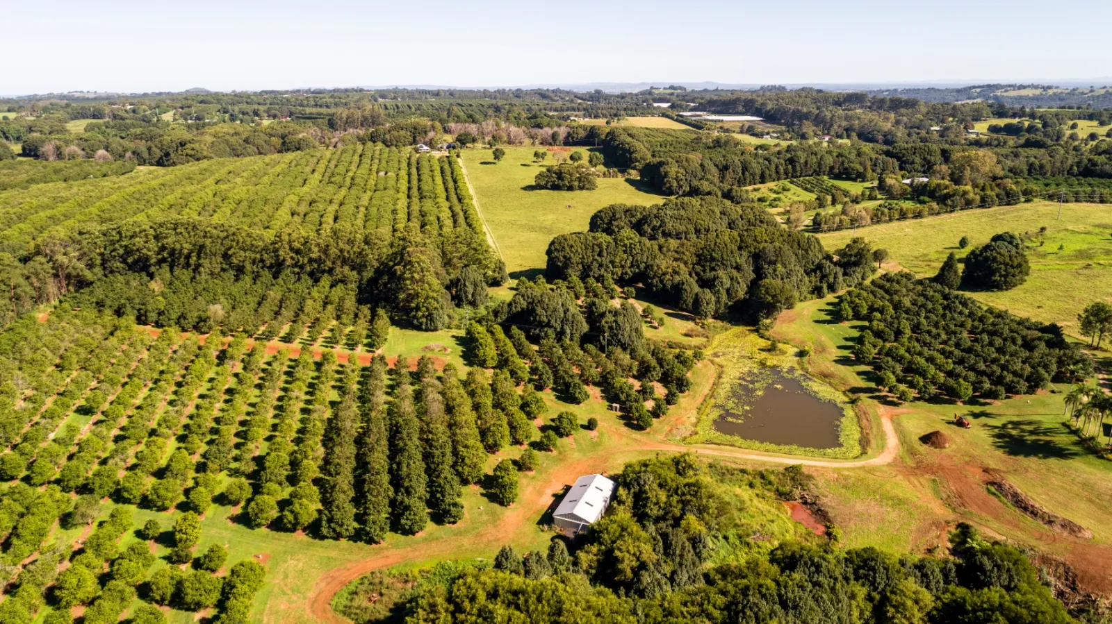 Aerial view of Zest Macadamias in New South Wales showing orchard blocks, surrounding bushland, and the farm dam