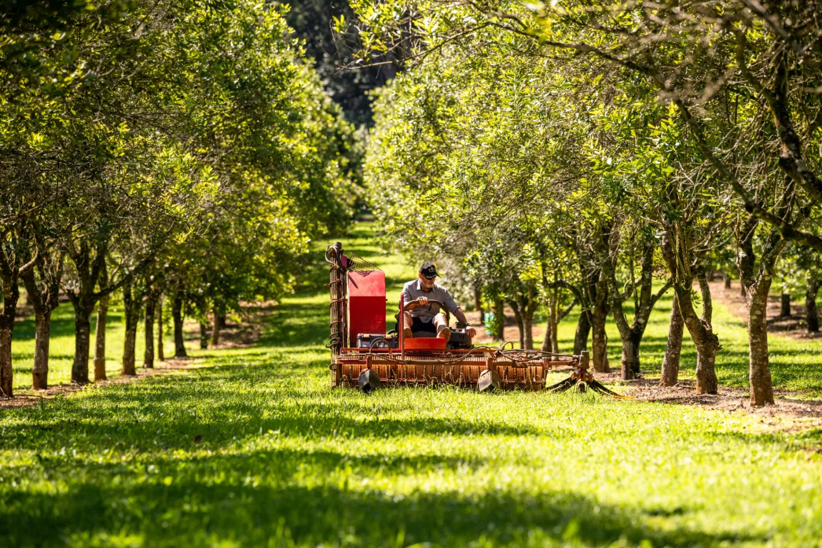 Orchard work underway between rows of mature macadamia trees at Zest Macadamias