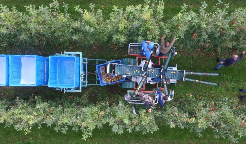 Obstbauer Wedeking farm