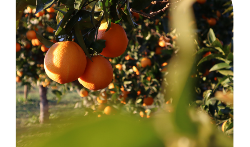 Cuaderno de explotación digital - nuevas regulaciones 2023 para agricultores