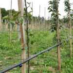 Irrigation system -