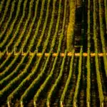 vintegrity consultant - image of a vineyards
