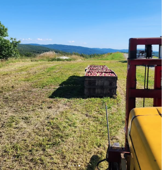 CaseyDarrow - USA farmer. Harvest apple in his farm in Vermont.