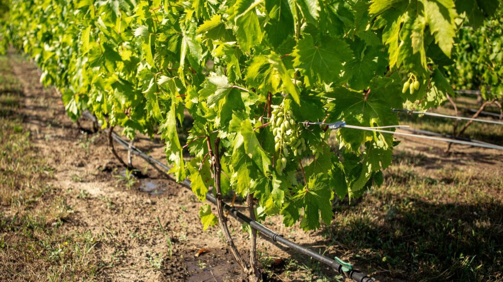 irrigation system vinyard